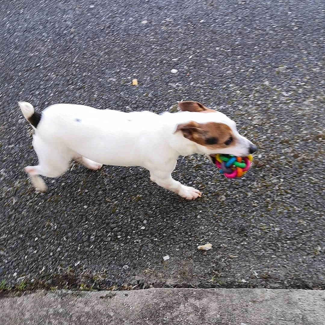 Junior participe au concours pour gagner de l'argent avec cette photo : brazilian_terrier, canidae, carnivore, companion_dog, dog, dog_breed, fawn, fox_terrier, jack_russell_terrier, mammal, miniature_fox_terrier, parson_russell_terrier, russell_terrier, smooth_fox_terrier, tail, terrier, treeing_feist