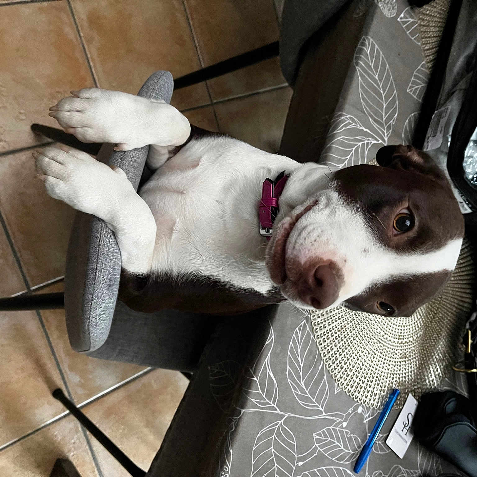 Maya