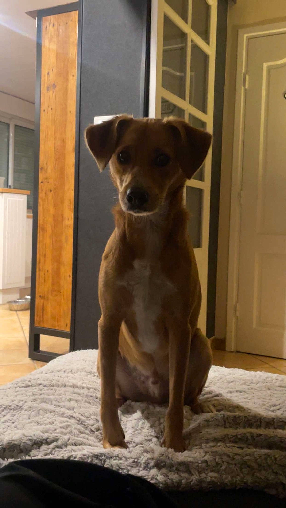 Zack participe au concours pour gagner de l'argent avec cette photo : ancient_dog_breeds, canidae, carnivore, chihuahua, companion_dog, dog, dog_breed, door, fawn, flooring, hardwood, home_door, liver, snout, sporting_group, terrestrial_animal, toy_dog, whiskers, wood, working_animal