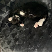 Echo is registered to the contest to win money with this photo: animal, black_and_white, blanket, carpet, cat, comfort, cozy, feline, fur, geometric_pattern, home, indoor, napping, paw, pet, relaxed, resting, sleeping, soft, texture