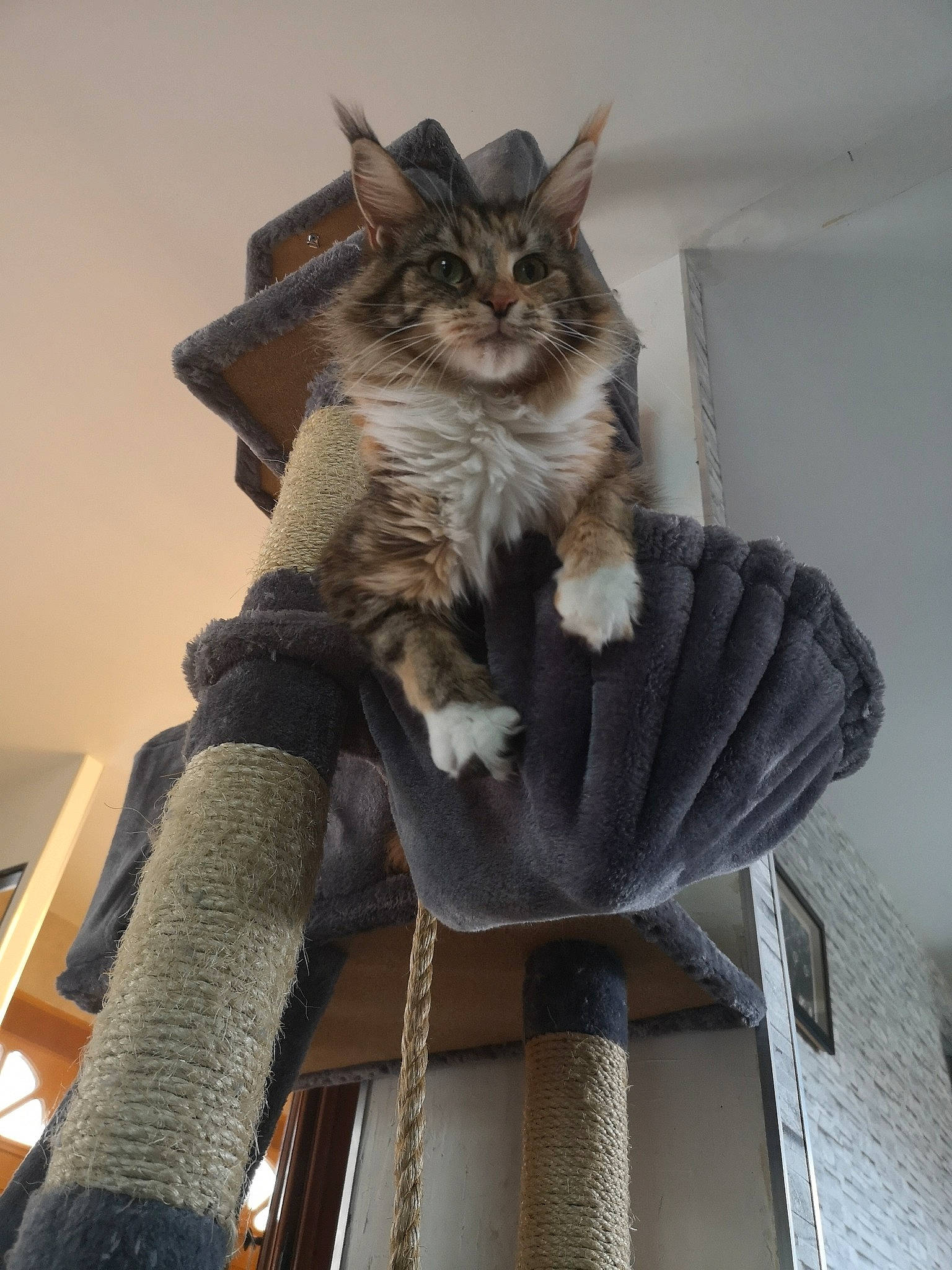 Ocean a rejoint le concours — aidez-le/la à gagner de superbes lots ! asian, carnivore, cat, domestic_short_haired_cat, dragon_li, felidae, fur, maine_coon, norwegian_forest_cat, small_to_medium_sized_cats, somali, tail, whiskers