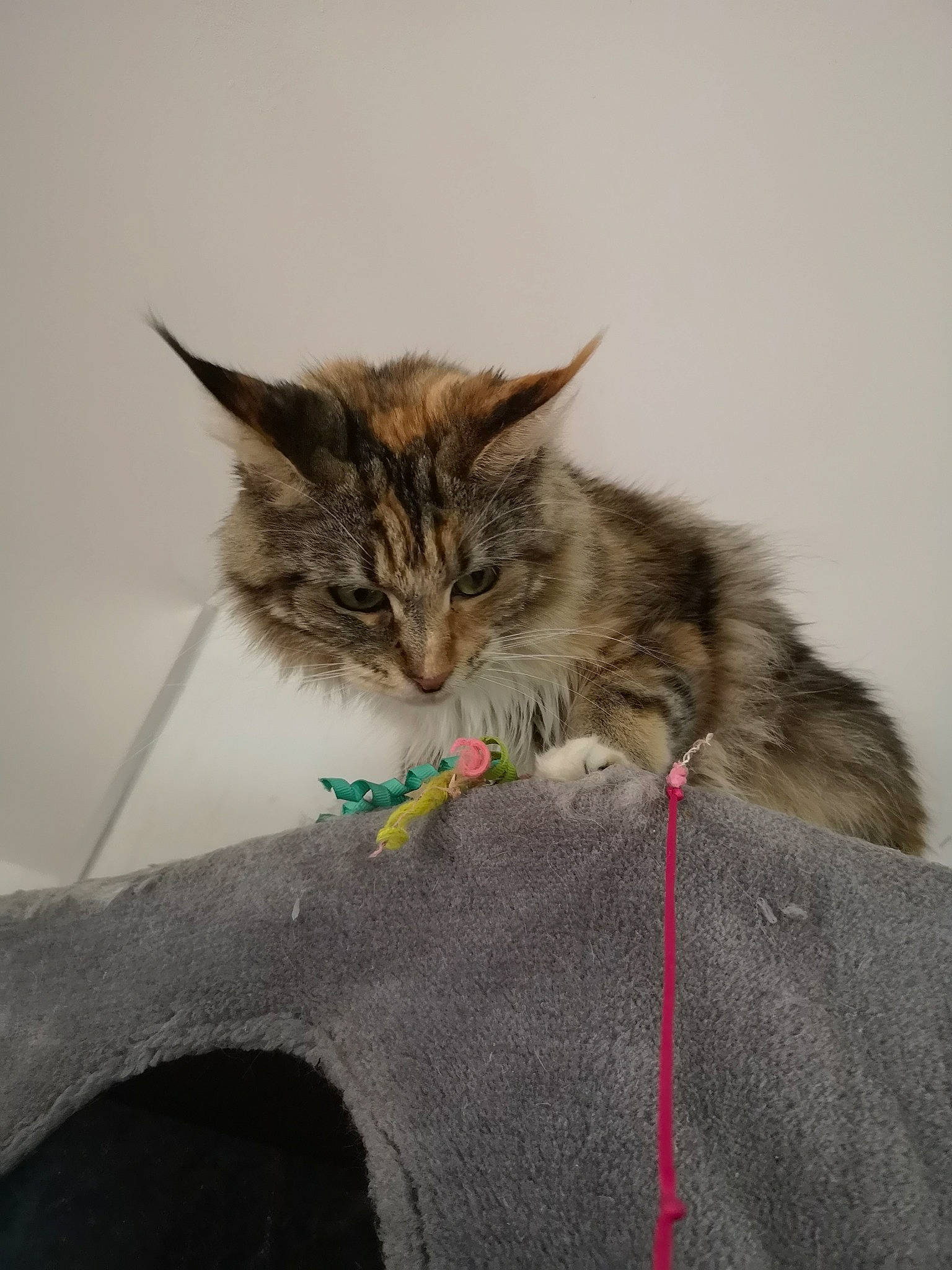 Ocean a rejoint le concours — aidez-le/la à gagner de superbes lots ! british_semi_longhair, carnivore, cat, domestic_long_haired_cat, domestic_short_haired_cat, european_shorthair, fawn, felidae, kitten, maine_coon, mammal, norwegian_forest_cat, ragamuffin, siberian, small_to_medium_sized_cats, tabby_cat, whiskers