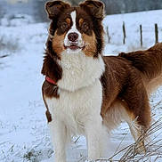 Vania participe au concours pour gagner de l'argent avec cette photo : australian_shepherd, blue_eyes, brown_and_white, collar, cute, dog, fence, fluffy_fur, frost, frosty_beard, grass, long_hair, outdoors, portrait, red_collar, snow, snowy_landscape, standing, white_chest, winter