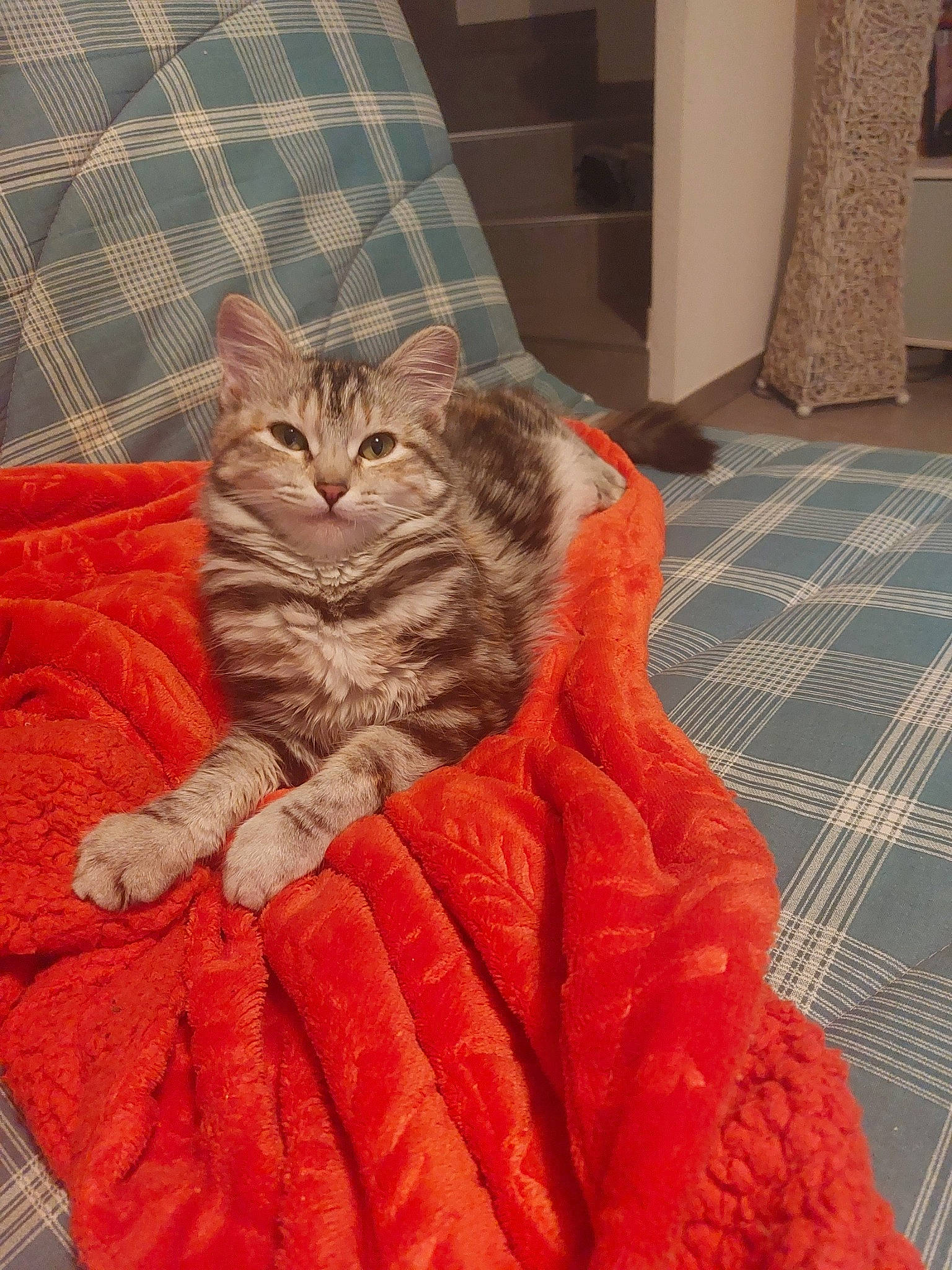 Calie participe au concours pour gagner de l'argent avec cette photo : bean_bag, carnivore, cat, comfort, couch, domestic_short_haired_cat, eye, fawn, felidae, flooring, fur, grey, orange, plant, small_to_medium_sized_cats, snout, tail, whiskers, window, wood