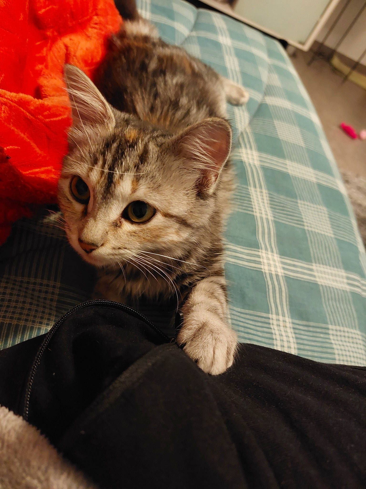 Calie participe au concours pour gagner de l'argent avec cette photo : carnivore, cat, claw, comfort, couch, domestic_short_haired_cat, fawn, felidae, fur, human_leg, linens, paw, plant, sitting, small_to_medium_sized_cats, snout, tail, tartan, whiskers, wood