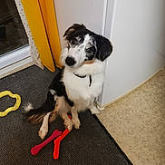 Viky a rejoint le concours — aidez-le/la à gagner de superbes lots ! accessories, animal, applique, canine, cockerspaniel, collie, dog, door, hardwood, homedecor, hound, husky, leash, papillon, pattern, pet, pointer, puppy, strap, wood