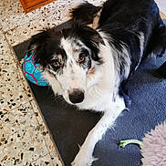 Vicky a rejoint le concours — aidez-le/la à gagner de superbes lots ! dog, black_and_white, indoor, carpet, toy, ball, pet, floor, wooden_furniture, looking_up, playful, canine, fur, animal, home, relaxed, brown_eyes, paw_print, resting, cute