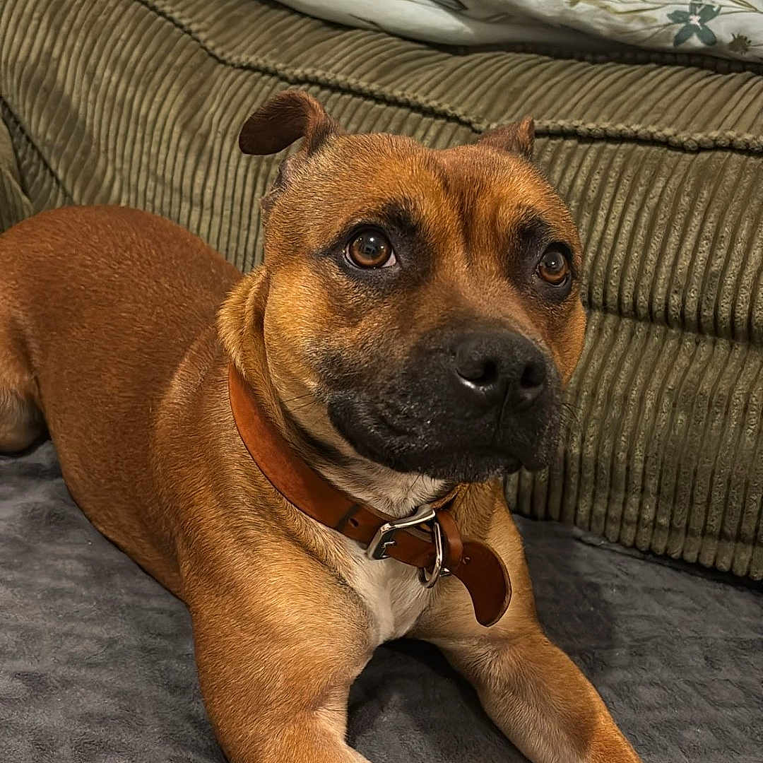 Hadès a rejoint le concours — aidez-le/la à gagner de superbes lots ! animal, blanket, boxer, bulldog, canine, couch, cushion, dog, frenchbulldog, furniture, homedecor, hound, indoors, interiordesign, person, pet, pitbull, puppy, sleeping, snout