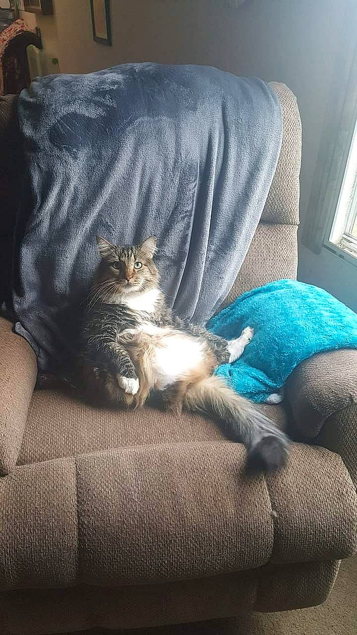 Chip is registered to the contest to win money with this photo: bedding, carnivore, cat, comfort, couch, domestic_short_haired_cat, electric_blue, felidae, fur, grey, human_leg, linens, living_room, plant, sitting, small_to_medium_sized_cats, tail, whiskers, window, wood