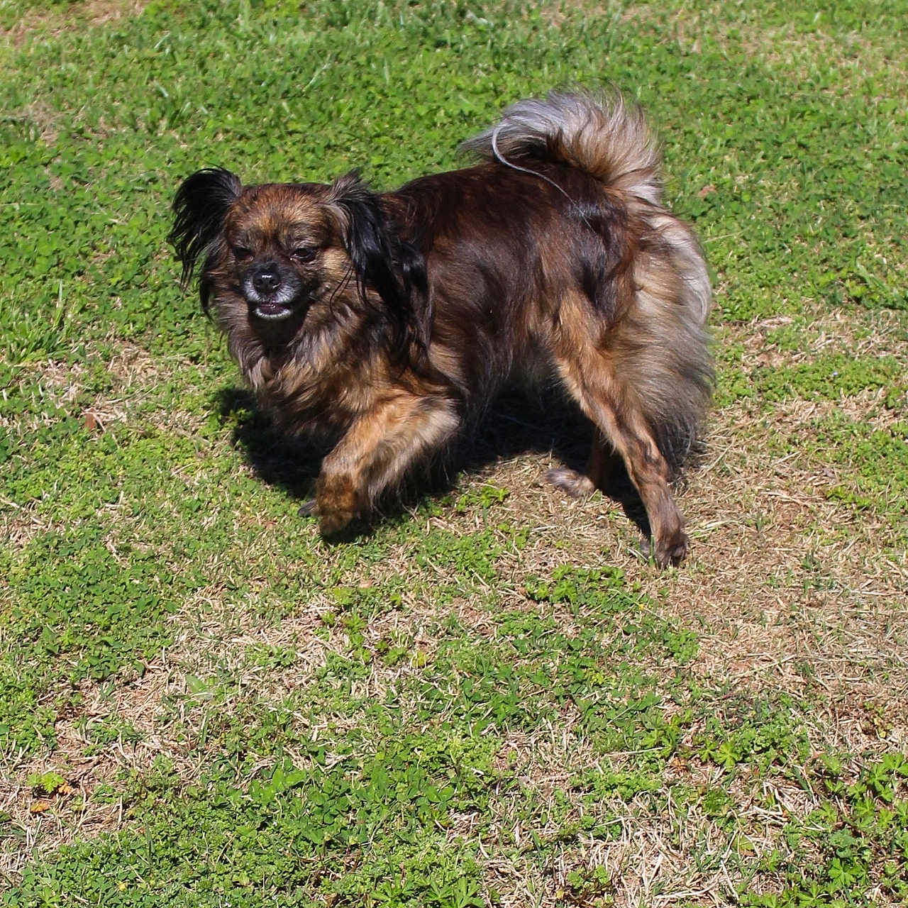 Bevo joined the competition — help win amazing prizes! affenpinscher, animal, canine, cockerspaniel, dog, field, germanshepherd, grass, grassland, hound, lawn, nature, outdoors, papillon, park, pet, plant, puppy, terrier, yard