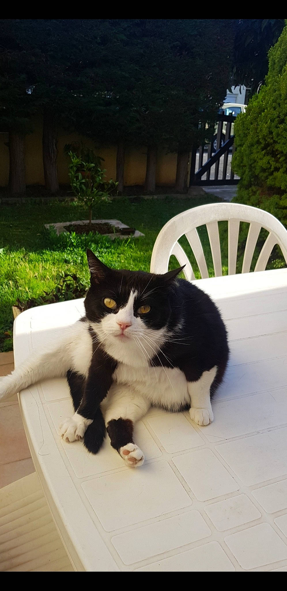 Bouboule a rejoint le concours — aidez-le/la à gagner de superbes lots ! aegean_cat, american_wirehair, black_cat, carnivore, cat, domestic_short_haired_cat, european_shorthair, felidae, fur, polydactyl_cat, small_to_medium_sized_cats, tail, whiskers