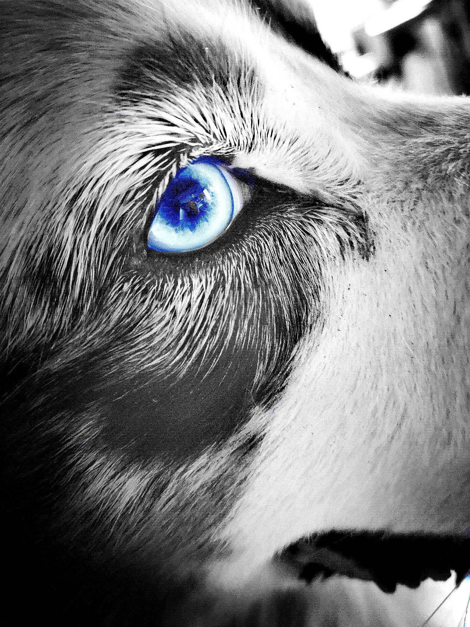 Paco participe au concours pour gagner de l'argent avec cette photo : beauty, black, black_and_white, blue, close_up, eye, eyebrow, eyelash, face, fur, head, human_body, iris, nose, organ, photography, sky, snout, whiskers, white
