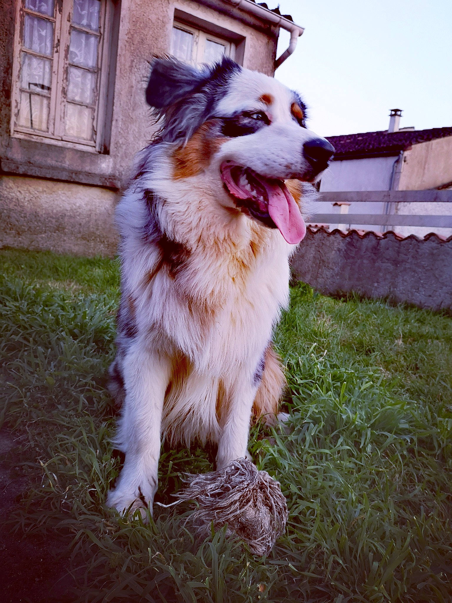 Paco a rejoint le concours — aidez-le/la à gagner de superbes lots ! australian_collie, australian_shepherd, border_collie, canidae, carnivore, collie, companion_dog, dog, dog_breed, grass, herding_dog, mammal, miniature_australian_shepherd, rare_breed_dog, rough_collie, snout, vertebrate, working_dog