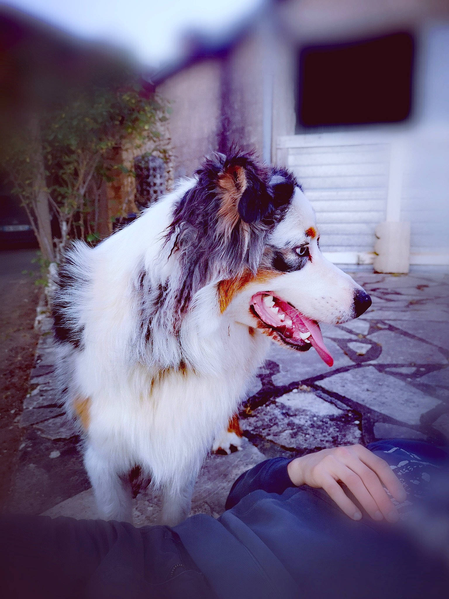 Paco participe au concours pour gagner de l'argent avec cette photo : australian_shepherd, canidae, carnivore, companion_dog, dog, dog_breed, rough_collie, shetland_sheepdog, snout, sporting_group, whiskers