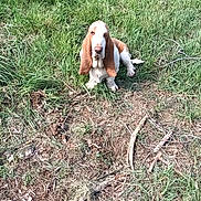 Ursuline a rejoint le concours — aidez-le/la à gagner de superbes lots ! animal, basset_hound, brown, canine, curious, cute, daylight, dog, ears, field, grass, ground, nature, outdoor, pet, puppy, sitting, sticks, white, young