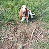 animal, basset_hound, brown, canine, curious, cute, daylight, dog, ears, field, grass, ground, nature, outdoor, pet, puppy, sitting, sticks, white, young