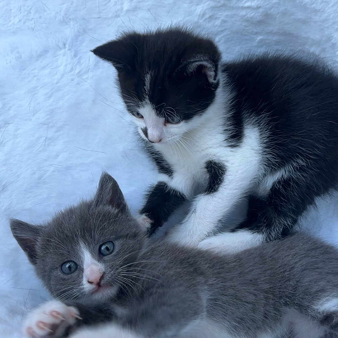 Shakira Hamilton a rejoint le concours — aidez-le/la à gagner de superbes lots ! abyssinian, animal, cat, kitten, manx, pet, siamese