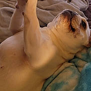 Winnie is registered to the contest to win money with this photo: animal, ball, bed, blanket, comfort, cozy, cute, dog, domestic_animal, fur, indoor, lying_down, mammal, paw, pet, playing, relaxed, resting, toy, warm