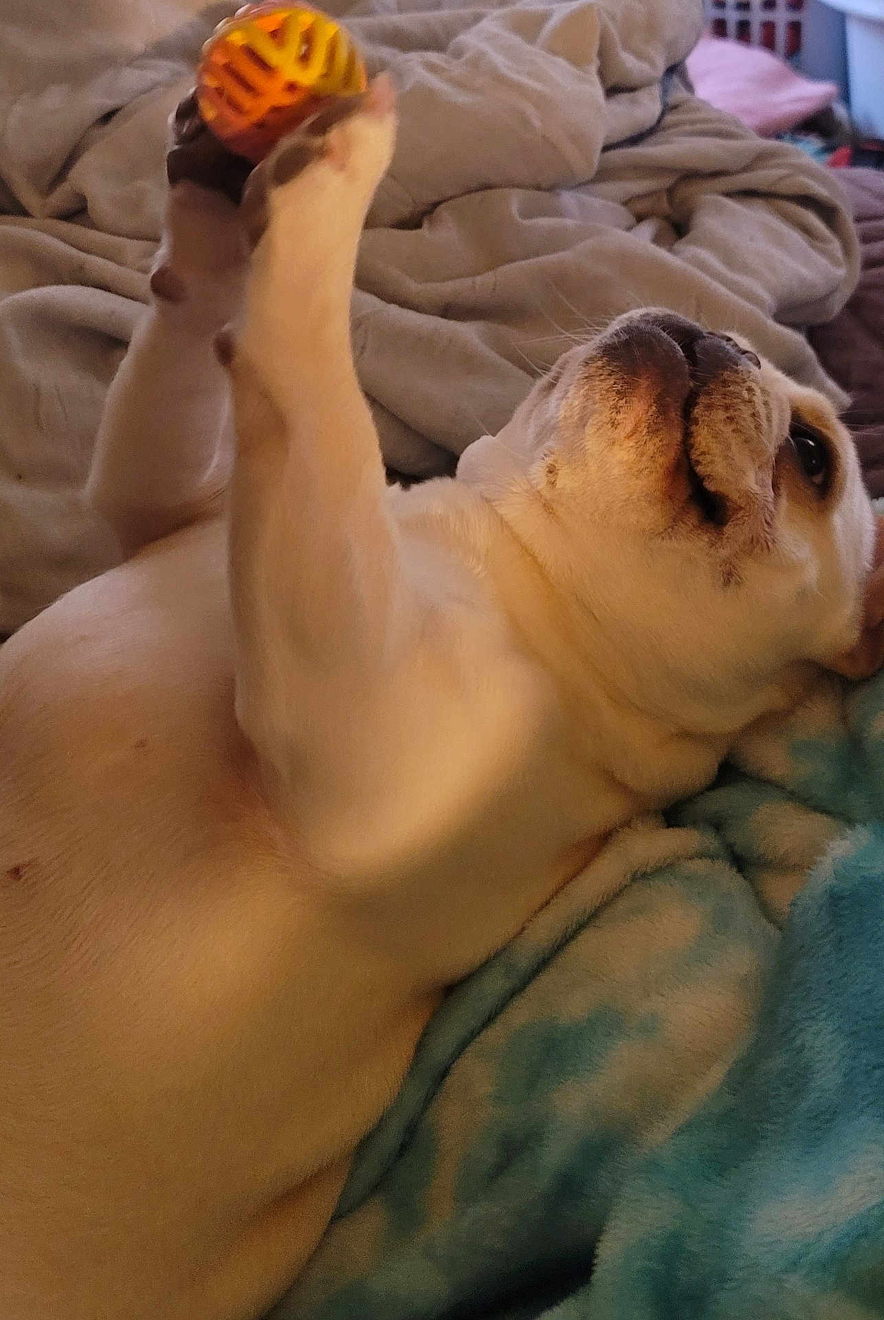 Winnie