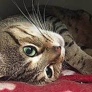 Aldo a rejoint le concours — aidez-le/la à gagner de superbes lots ! cat, tabby_cat, green_eyes, whiskers, close_up, pet, feline, indoor, resting, fur, animal, cozy, blanket, red_blanket, heart_pattern, lying_down, cute, soft_fur, sleepy, portrait