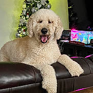 Ozzy is registered to the contest to win money with this photo: dog, curly_fur, lounge, leather_couch, indoor, christmas_tree, holiday_decor, fish_tank, aquarium, pets, smiling, cozy, living_room, furniture, home, cute, animal, decorations, relaxed, bright