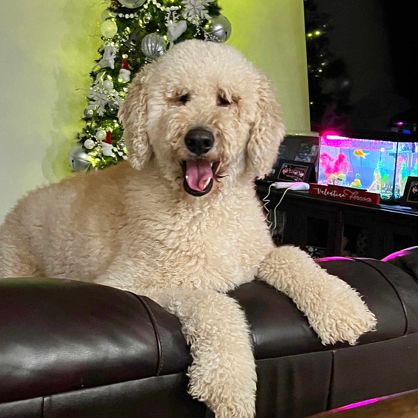 Ozzy is registered to the contest to win money with this photo: animal, aquarium, bright, christmas_tree, cozy, curly_fur, cute, decorations, dog, fish_tank, furniture, holiday_decor, home, indoor, leather_couch, living_room, lounge, pets, relaxed, smiling
