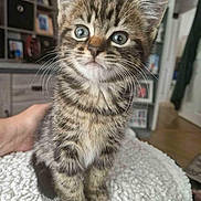 Flash joined the competition — help win amazing prizes! animal, blanket, cat, cozy, cute, domestic, eyes, feline, fur, hand, indoor, kitten, pet, portrait, sitting, soft, striped, tabby, whiskers, young