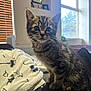 Flash joined the competition — help win amazing prizes! animal, blanket, cat, cozy, curious, cute, eyes, feline, fur, home, indoor, kitten, pet, sitting, soft, sunlight, tabby, whiskers, window, young