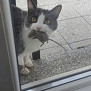 Joseph a rejoint le concours — aidez-le/la à gagner de superbes lots ! cat, mouse, glass_door, outdoor, pet, animal, floor, tile, chair, black_and_white, whiskers, ears, paws, window, reflection, domestic_animal, predator, catch, nature, curious