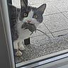cat, mouse, glass_door, outdoor, pet, animal, floor, tile, chair, black_and_white, whiskers, ears, paws, window, reflection, domestic_animal, predator, catch, nature, curious