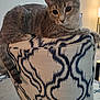 carpet, cat, chair, cozy, curious, ears, eyes, feline, furniture, gray_cat, home, indoor, living_room, lounging, patterned_fabric, pet, soft_light, tabby_cat, tail, whiskers