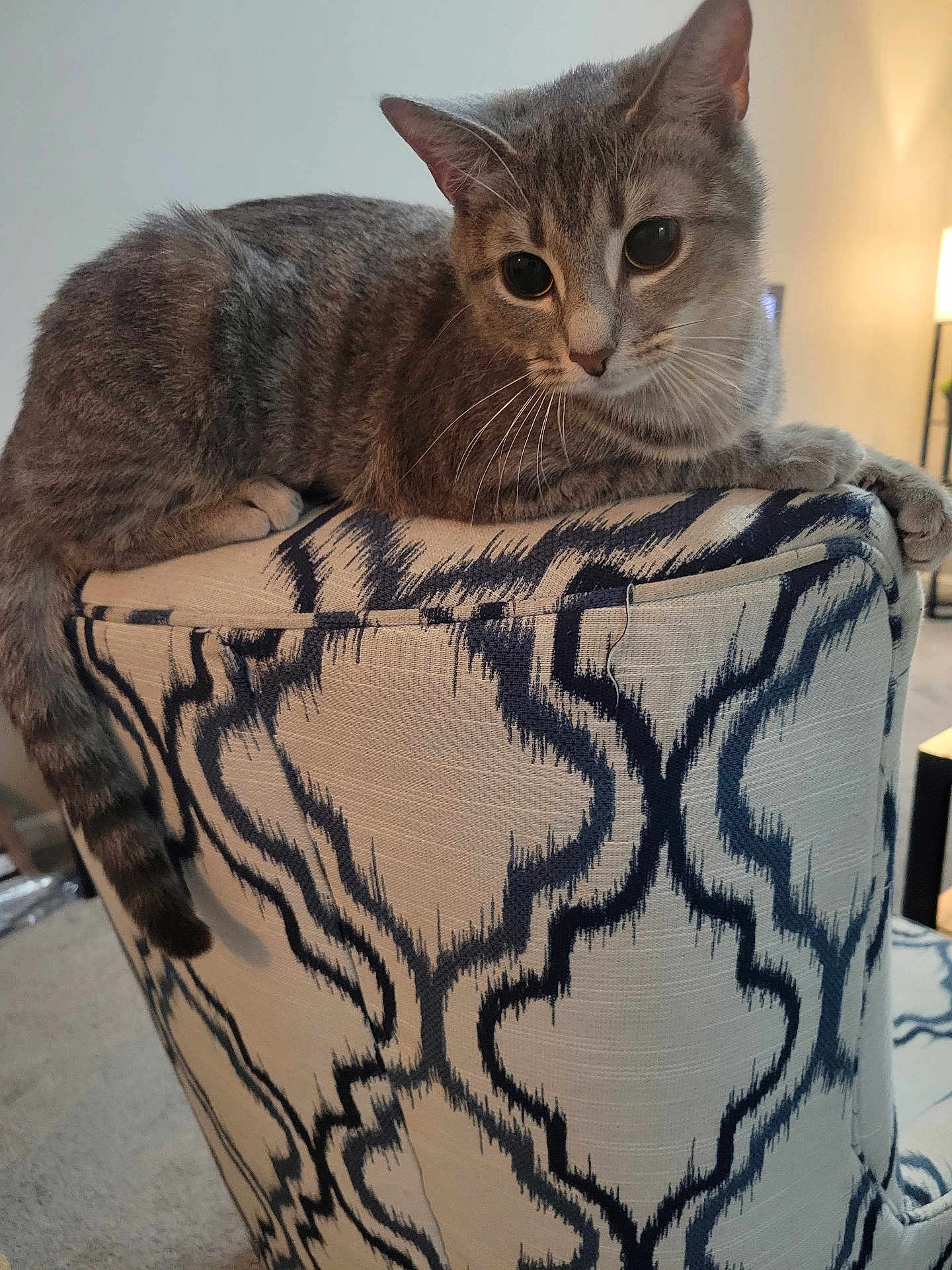 Isis joined the competition — help win amazing prizes! carpet, cat, chair, cozy, curious, ears, eyes, feline, furniture, gray_cat, home, indoor, living_room, lounging, patterned_fabric, pet, soft_light, tabby_cat, tail, whiskers