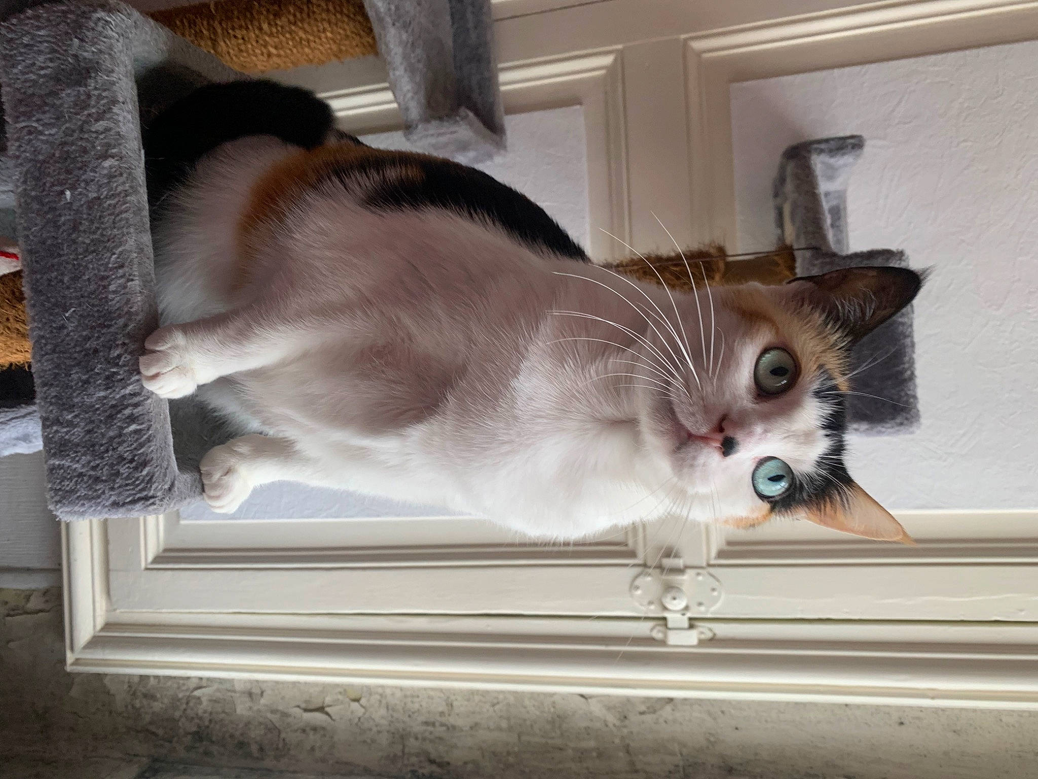 Lyloo a rejoint le concours — aidez-le/la à gagner de superbes lots ! carnivore, cat, cat_supply, claw, collar, comfort, domestic_short_haired_cat, fawn, felidae, fur, grey, hardwood, paw, pet_supply, siamese, small_to_medium_sized_cats, snout, tail, whiskers, window