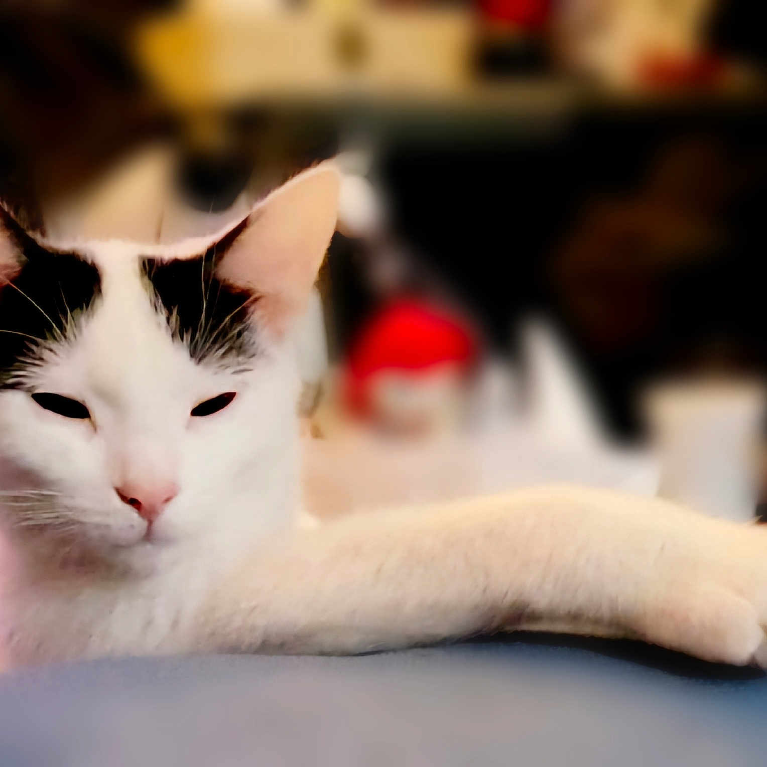 Ruder joined the competition — help win amazing prizes! abyssinian, angora, animal, cat, kitten, manx, pet, siamese