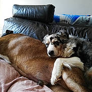 Maika a rejoint le concours — aidez-le/la à gagner de superbes lots ! dog, australian_shepherd, brown_dog, couch, leather_sofa, blanket, snuggling, sleeping, pet, indoor, fur, paw, muzzle, head, resting, cozy, friendship, living_room, companion, cuddling