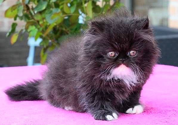 Pandora participe au concours pour gagner de l'argent avec cette photo : canidae, carnivore, companion_dog, dog, dog_breed, fawn, fur, grass, liver, non_sporting_group, plant, snout, sporting_group, terrestrial_animal, toy_dog, whiskers, working_animal