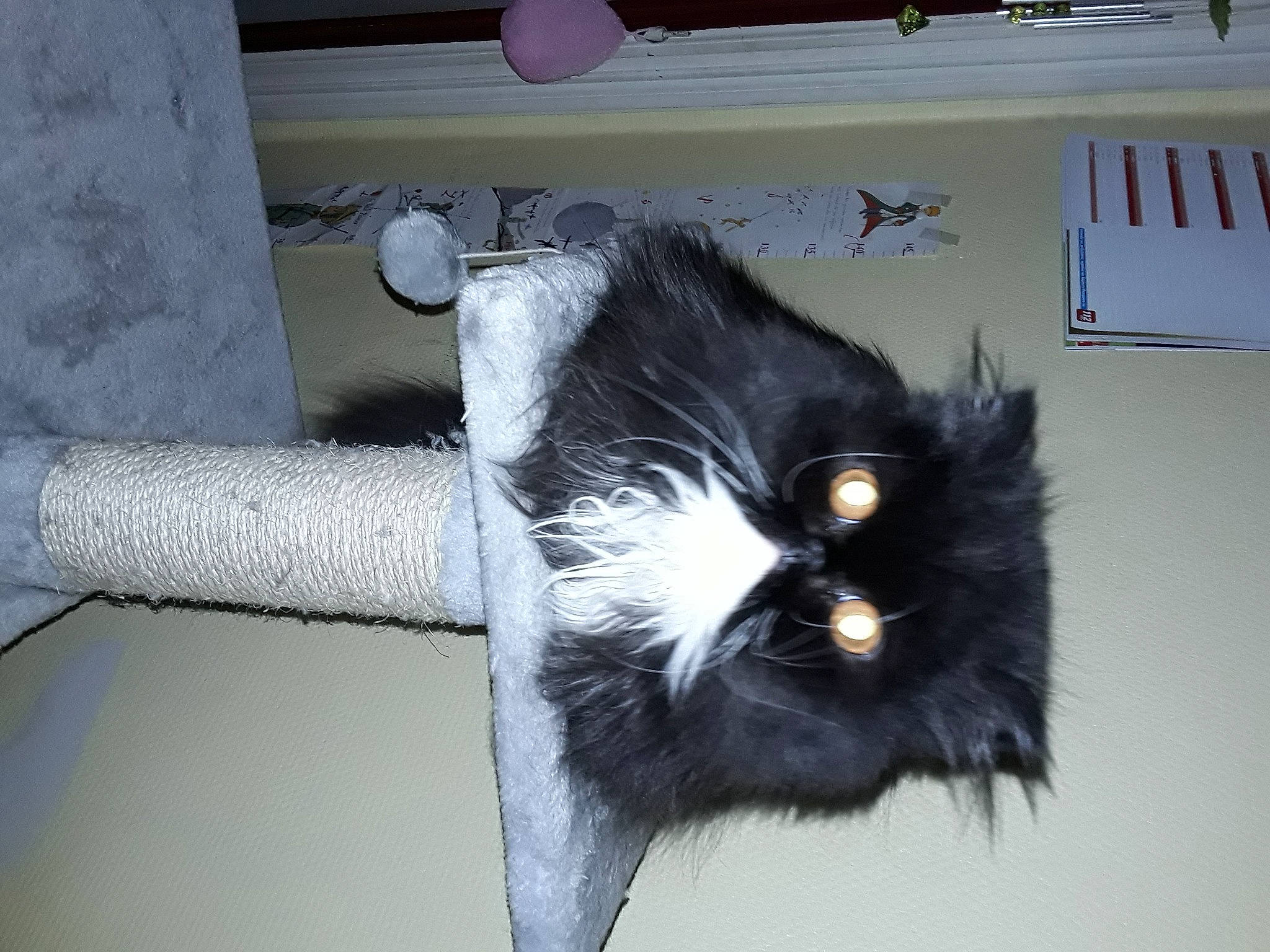 Pandora a rejoint le concours — aidez-le/la à gagner de superbes lots ! black_cat, carnivore, cat, cat_furniture, cat_supply, chair, claw, domestic_short_haired_cat, eye, felidae, fur, paw, porch, small_to_medium_sized_cats, snout, tail, terrestrial_animal, whiskers, window