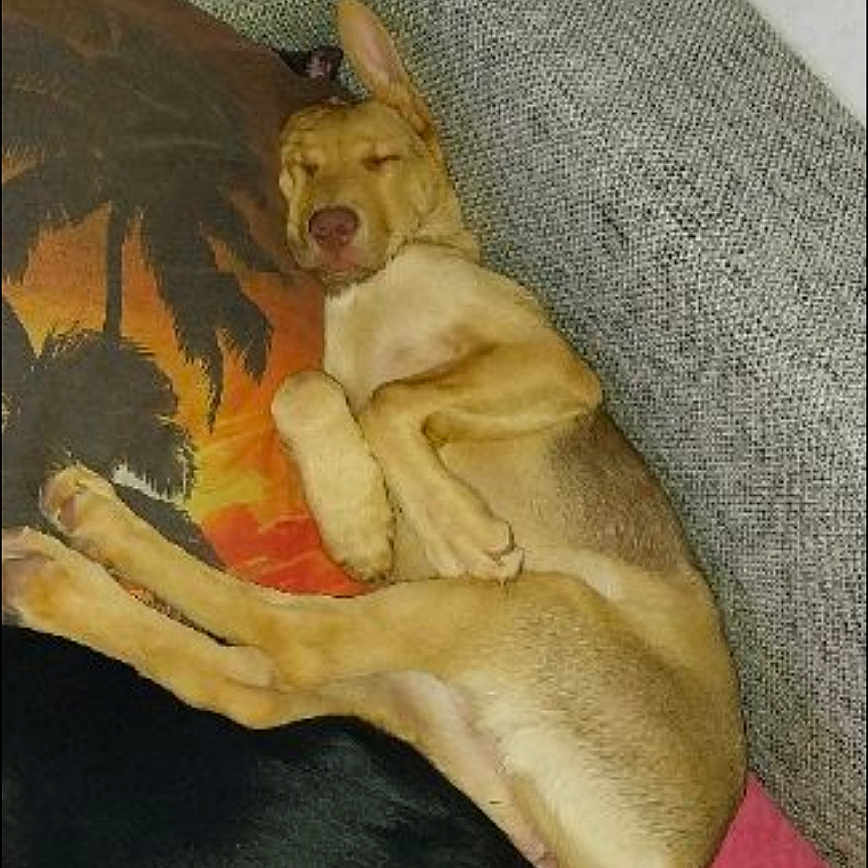Nala a rejoint le concours — aidez-le/la à gagner de superbes lots ! animal, art, barefoot, canine, chihuahua, couch, cushion, dog, furniture, germanshepherd, goldenretriever, homedecor, hound, husky, labradorretriever, painting, person, pet, puppy, sleeping