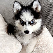 Mya participe au concours pour gagner de l'argent avec cette photo : puppy, dog, husky, blue_eyes, fluffy, black_and_white, blanket, couch, fur, pet, cute, animal, indoor, resting, looking, young, cozy, furry, portrait, home
