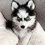puppy, dog, husky, blue_eyes, fluffy, black_and_white, blanket, couch, fur, pet, cute, animal, indoor, resting, looking, young, cozy, furry, portrait, home
