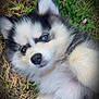 Mya participe au concours pour gagner de l'argent avec cette photo : puppy, dog, husky, blue_eyes, fluffy, grass, outdoor, cute, pet, animal, nature, laying_down, young, fur, adorable, close_up, face, whiskers, ears, playful