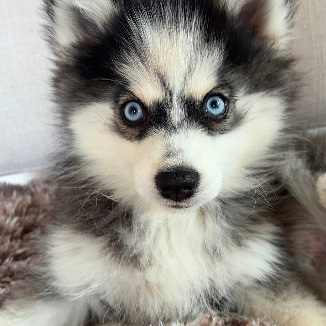 Mya participe au concours pour gagner de l'argent avec cette photo : animal, blanket, blue_eyes, close_up, cute, dog, ears, face, fluffy, fur, indoor, looking, lying_down, nose, pet, portrait, puppy, soft_texture, whiskers, young