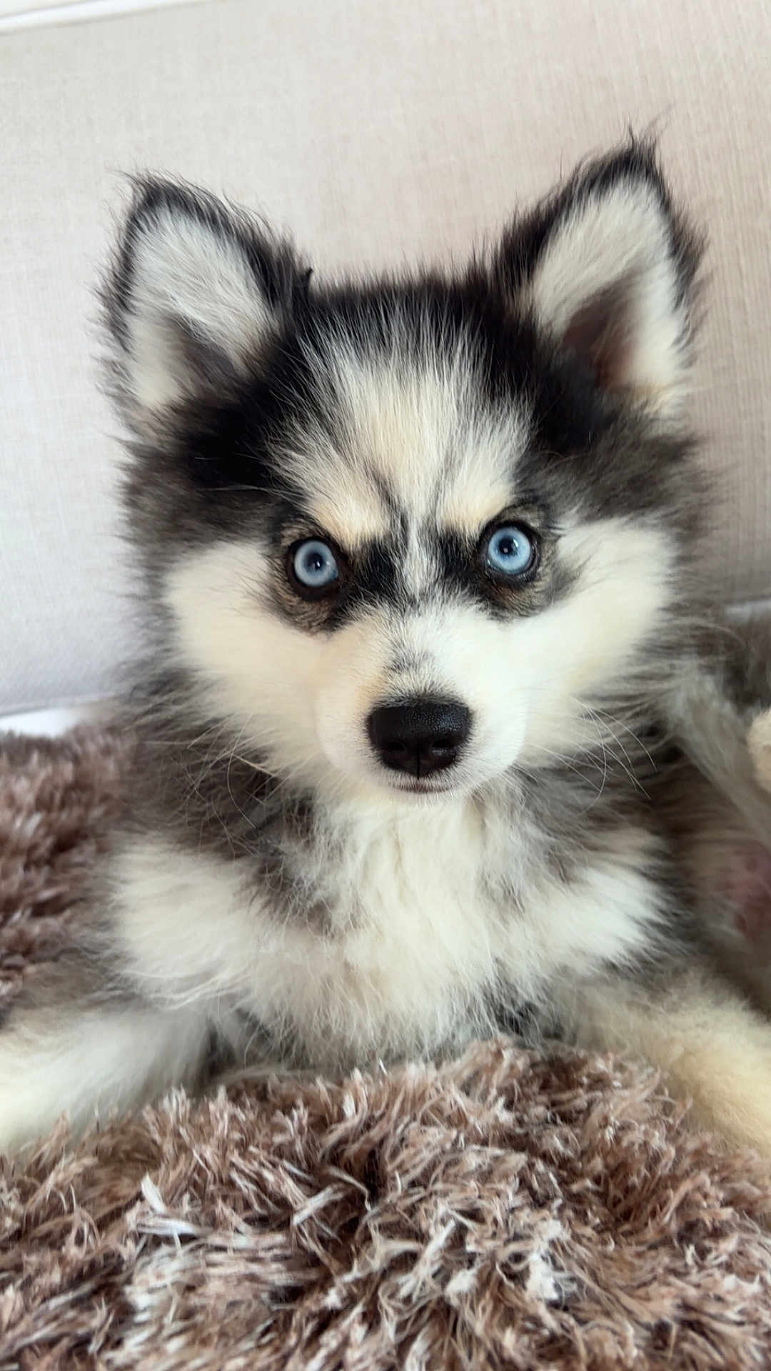 Mya participe au concours pour gagner de l'argent avec cette photo : puppy, dog, blue_eyes, fluffy, fur, pet, cute, animal, portrait, indoor, close_up, young, lying_down, soft_texture, blanket, nose, ears, whiskers, face, looking