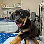 black_and_tan, blue_eyes, bracelet, cabinet, computer_monitor, countertop, cute, dog, examination_table, hand, indoor, medical_equipment, paw, pink_collar, puppy, sink, sitting, smiling, tongue_out, veterinary_clinic