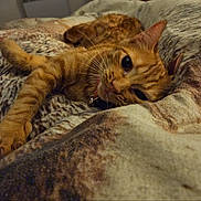 Ange a rejoint le concours — aidez-le/la à gagner de superbes lots ! cat, ginger_cat, pet, sleepy, relaxed, indoor, blanket, cozy, feline, whiskers, paw, fur, resting, close_up, domestic_cat, cute, animal, bed, soft, comfort