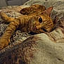 cat, ginger_cat, pet, sleepy, relaxed, indoor, blanket, cozy, feline, whiskers, paw, fur, resting, close_up, domestic_cat, cute, animal, bed, soft, comfort