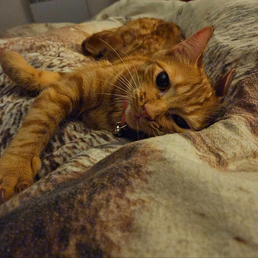 Ange a rejoint le concours — aidez-le/la à gagner de superbes lots ! animal, bed, blanket, cat, close_up, comfort, cozy, cute, domestic_cat, feline, fur, ginger_cat, indoor, paw, pet, relaxed, resting, sleepy, soft, whiskers