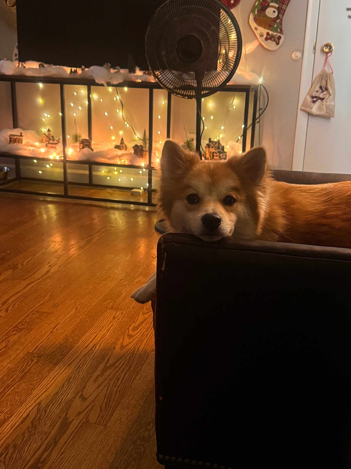 Ozzie joined the competition — help win amazing prizes! dog, indoor, chair, wooden_floor, fan, holiday_lights, decorations, cozy, calm, furniture, pet, resting, warm_lighting, living_room, christmas_stocking, soft_light, brown, relaxed, home, decor