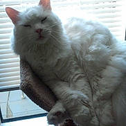 Zeus is registered to the contest to win money with this photo: cat, white_cat, fluffy, long_hair, pet, animal, feline, sitting, lounging, crossed_paws, scratching_post, indoor, window, window_blinds, sunlight, backlit, portrait, whiskers, pink_nose, relaxed