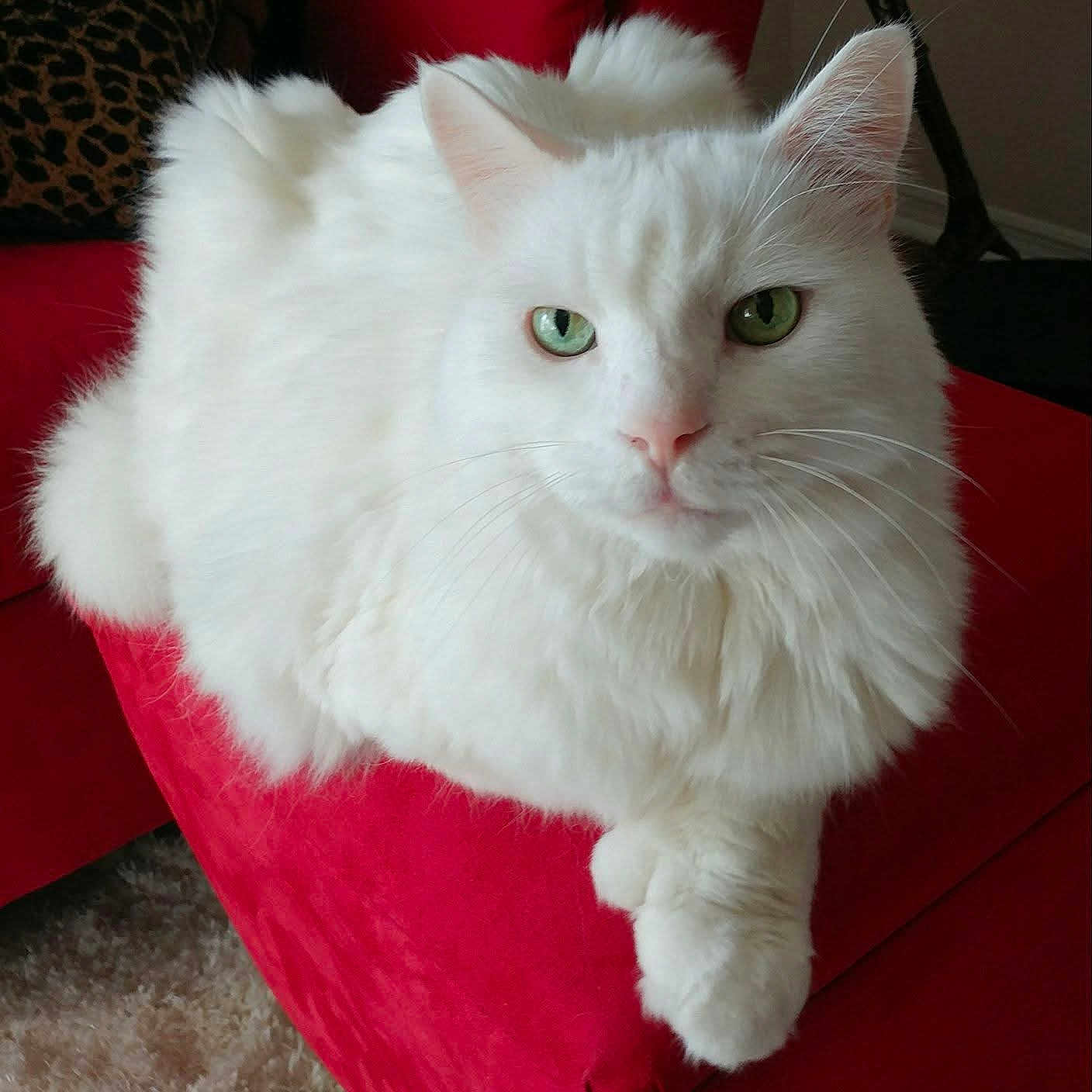 Zeus